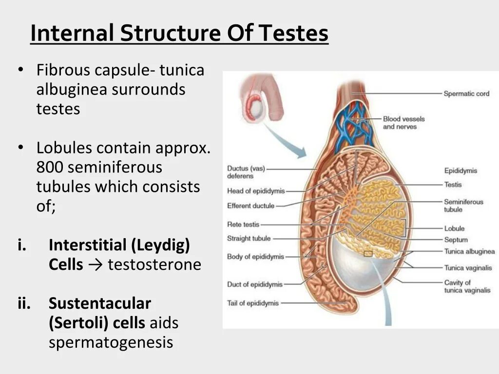 Internal structure. Серозная оболочка яичка. Фасциальные оболочки яичка. Оболочки мужского яичка. Белочная оболочка яичка.