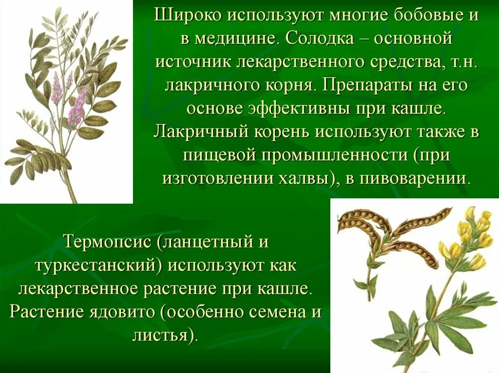 Семейство бобовые роль в природе. Семейство бобовые. Растения семейства бобовых. Бобовые лекарственные растения. Бобовые растения доклад.