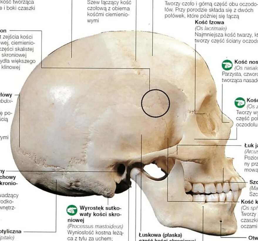 Строение кости черепа человека. Строение теменной кости черепа человека. Сосцевидный отросток височной кости на черепе. Строение черепа сосцевидный отросток.