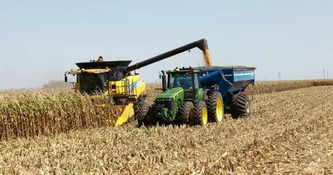 Убирают зерновые культуры