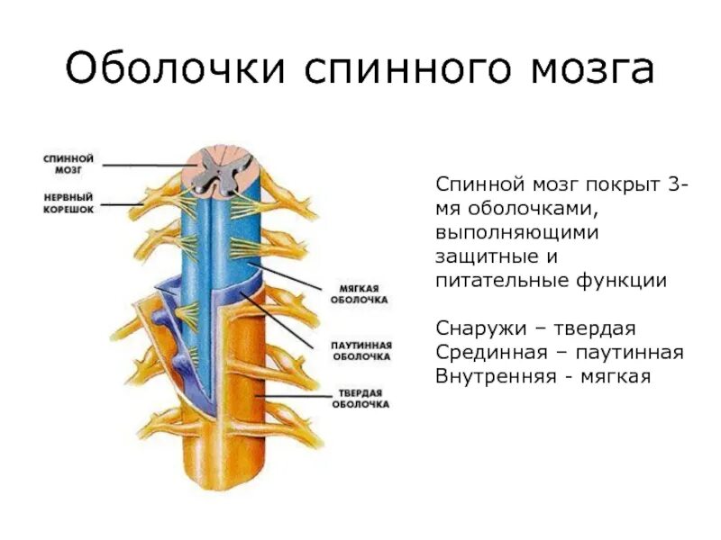 Оболочки спинного мозга анатомия. Строение оболочек спинного мозга. Внешнее строение спинного мозга. Оболочки и МЕЖОБОЛОЧЕЧНЫЕ пространства спинного мозга.