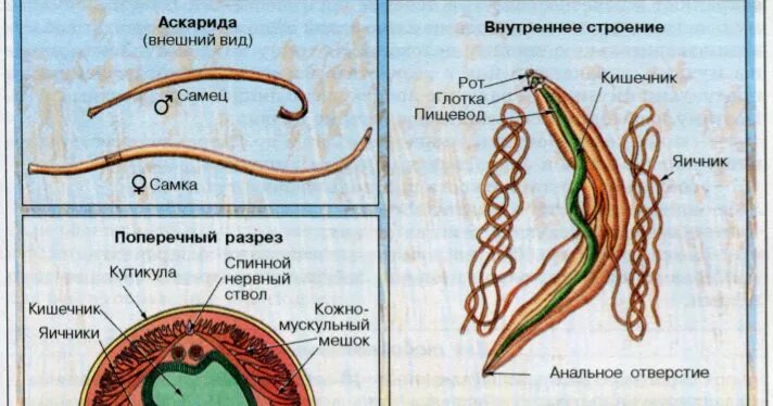 Внутреннее строение аскариды человеческой. Круглые черви аскарида человеческая. Внешнее строение лошадиной аскариды. Тип круглые черви аскарида человеческая. Строение внутренних паразитов