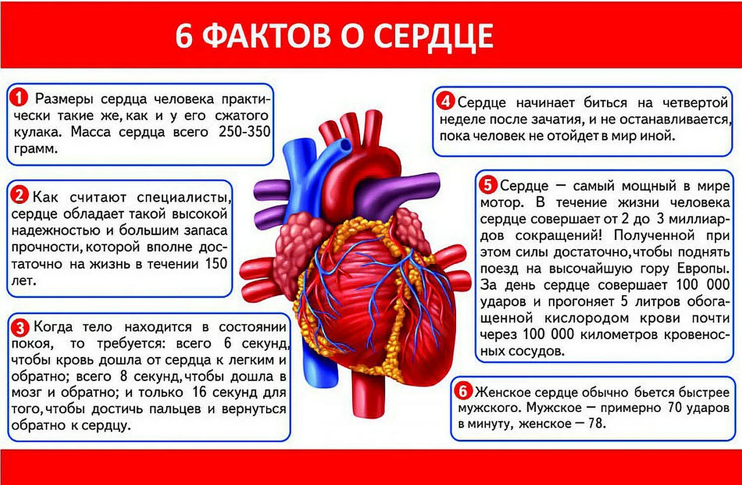 Органы чувств сердце. Интересные факты о сердце. Интересные факты о сердце человека. Интересные факты о работе сердца человека. Факты о строении и работе сердца человека.