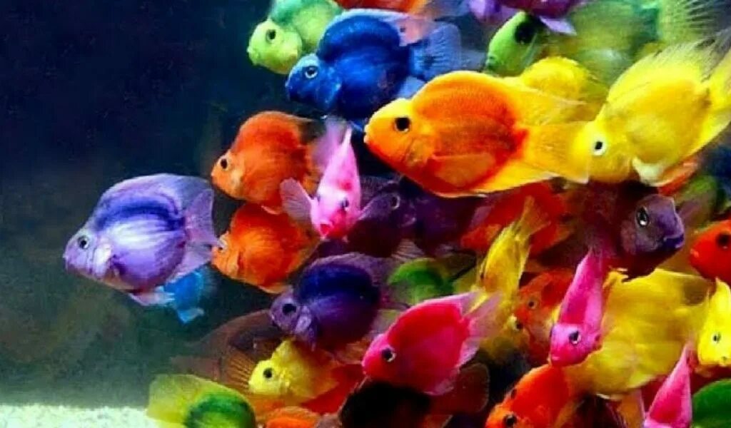 Аквариумные рыбки на дне. Яркие рыбки. Разноцветные рыбы. Цветные рыбки. Плоские яркие аквариумные рыбки.