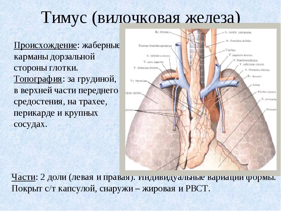 Тимус вилочковая железа у животных. Вилочковая железа у собак. Происхождение тимуса.