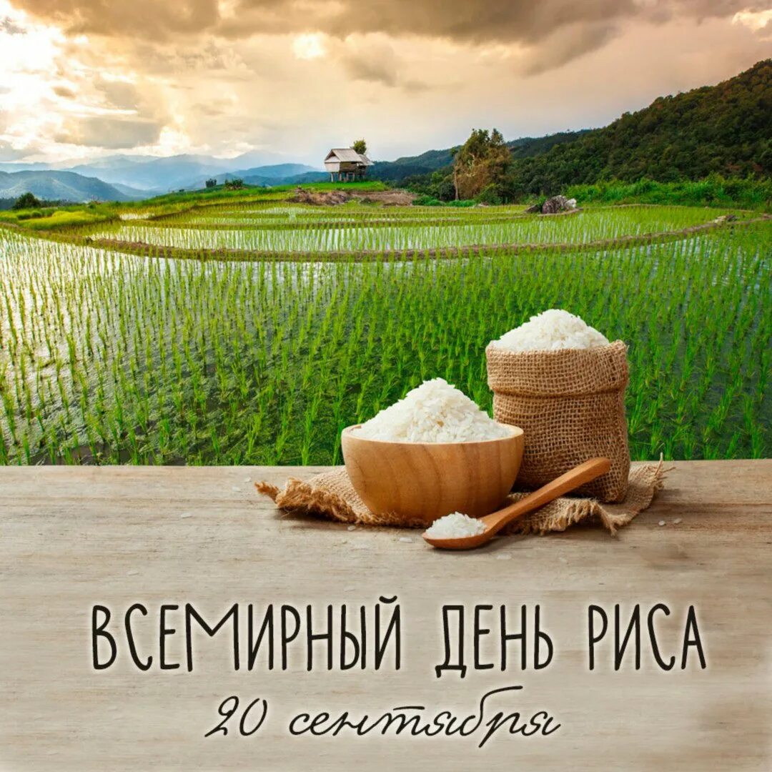 Rice 20. Всемирный день риса. Международный день риса 20 сентября. Всемирный день риса картинки. Праздник риса в какой стране.