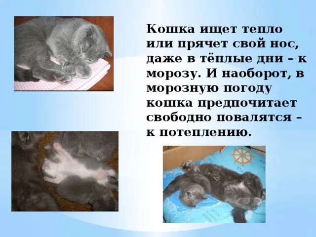 Почему кошка ищет. Если кошка прячет нос. кошка прячет нос примета. приметы на погоду кошка прячет нос. народная примета если кошка прячет нос.