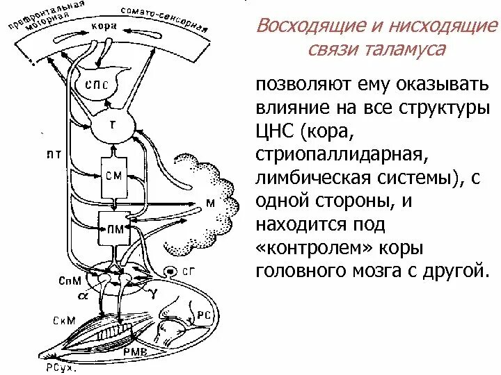 Нисходящая система. Восходящий и нисходящий потоки. Восходящие и нисходящие энергетические потоки. Центральные энергетические потоки восходящий и нисходящий. Восходящий и нисходящий потоки энергии в теле человека.