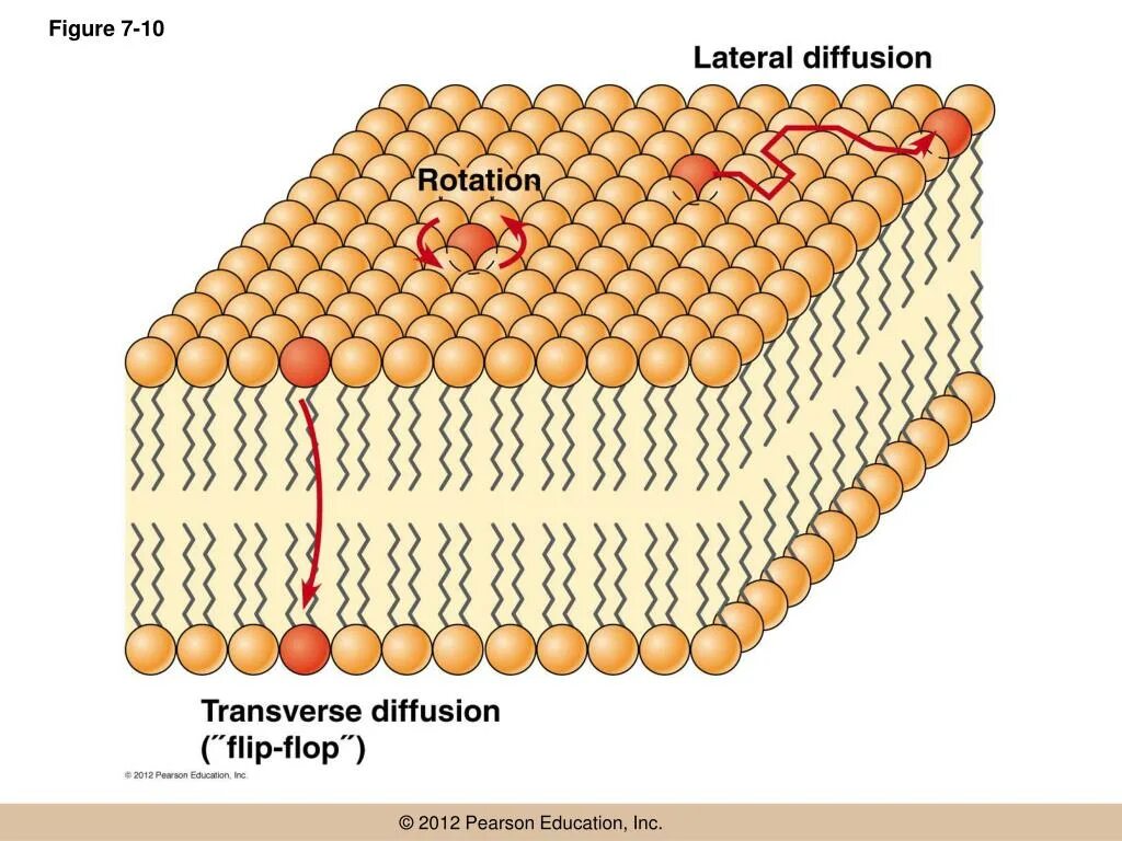 Stable diffusion структура. Stable diffusion нейросеть. Stable diffusion модели. Stable diffusion картины.