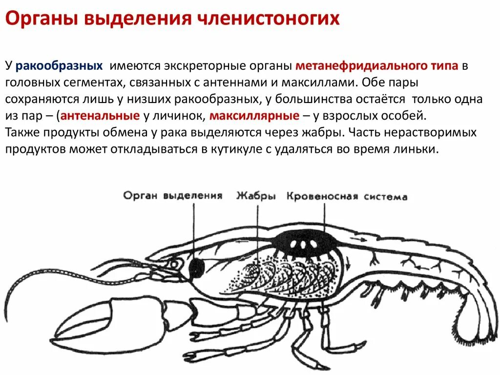 Строение дыхательной системы ракообразных. Кровеносная система членистоногих ракообразные. Дыхательная система членистоногих ракообразных. Кровесносаная система Речной ра. Органы выделения речного рака