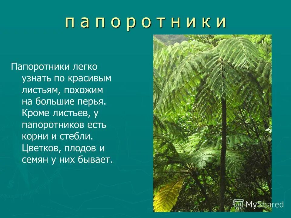 У папоротников есть корни. У папоротников есть стебель. У папоротниковидных есть корень. У папоротников есть стебель. Папоротники кратко.