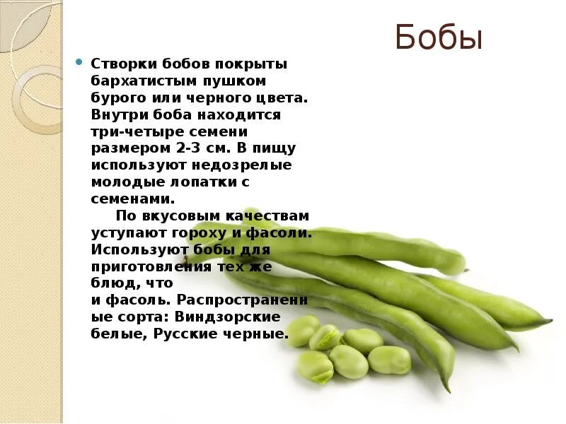 Польза стручковой фасоли для организма