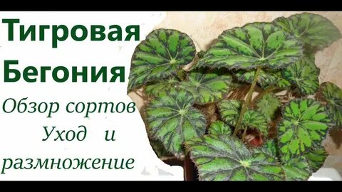 Бегония тигровая размножение