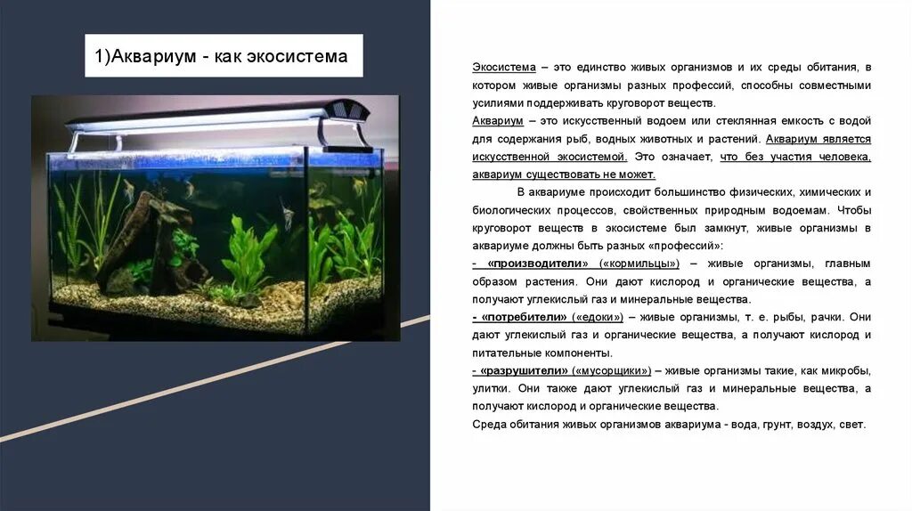 Определите какие организмы живут в аквариуме лабораторная. Аквариум искусственная экосистема. Аквариум модель экосистемы. Аквариум как экосистема. Моделирование: экосистема аквариума.