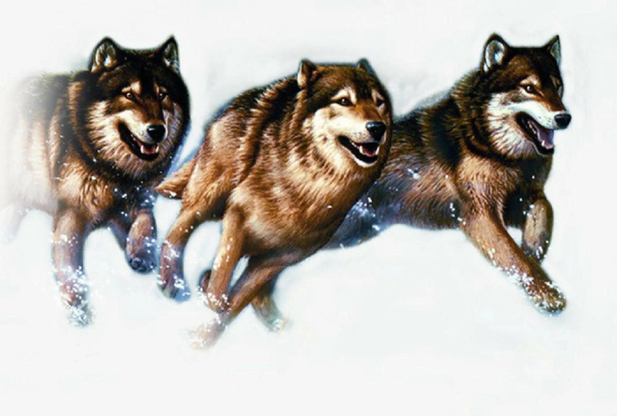 Seven wolves