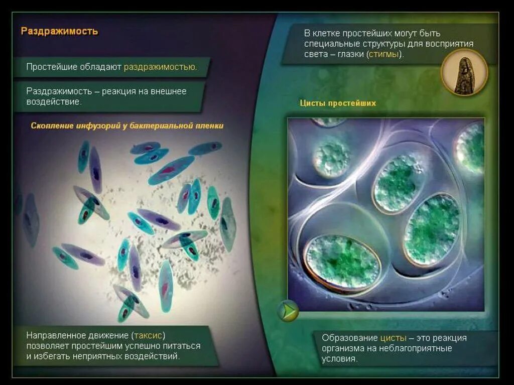 Раздражимость клетки биология. Раздражимость одноклеточных организмов. Раздражимость простейших. Раздражимость инфузории. Раздражимость у протистов.