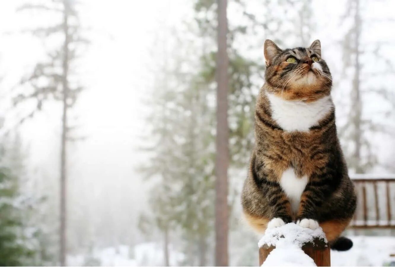 Кота ушел зимой. Зимние котики. кот зимой. кот в снегу. доброе снежное утро кот.
