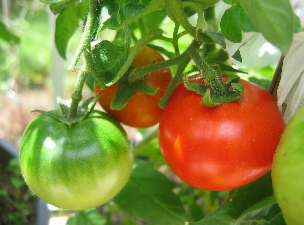 Томаты скороспелые низкорослые для открытого грунта. Томат московский скороспелый. Суперранний сорт томатов. Томаты суперранние низкорослые сорта. Самые скороспелые сорта томатов.