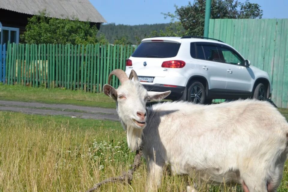 Купить козу в нижегородской. Деревенская коза. Козы в деревне. Деревенская козленок. Козлик посёлок.