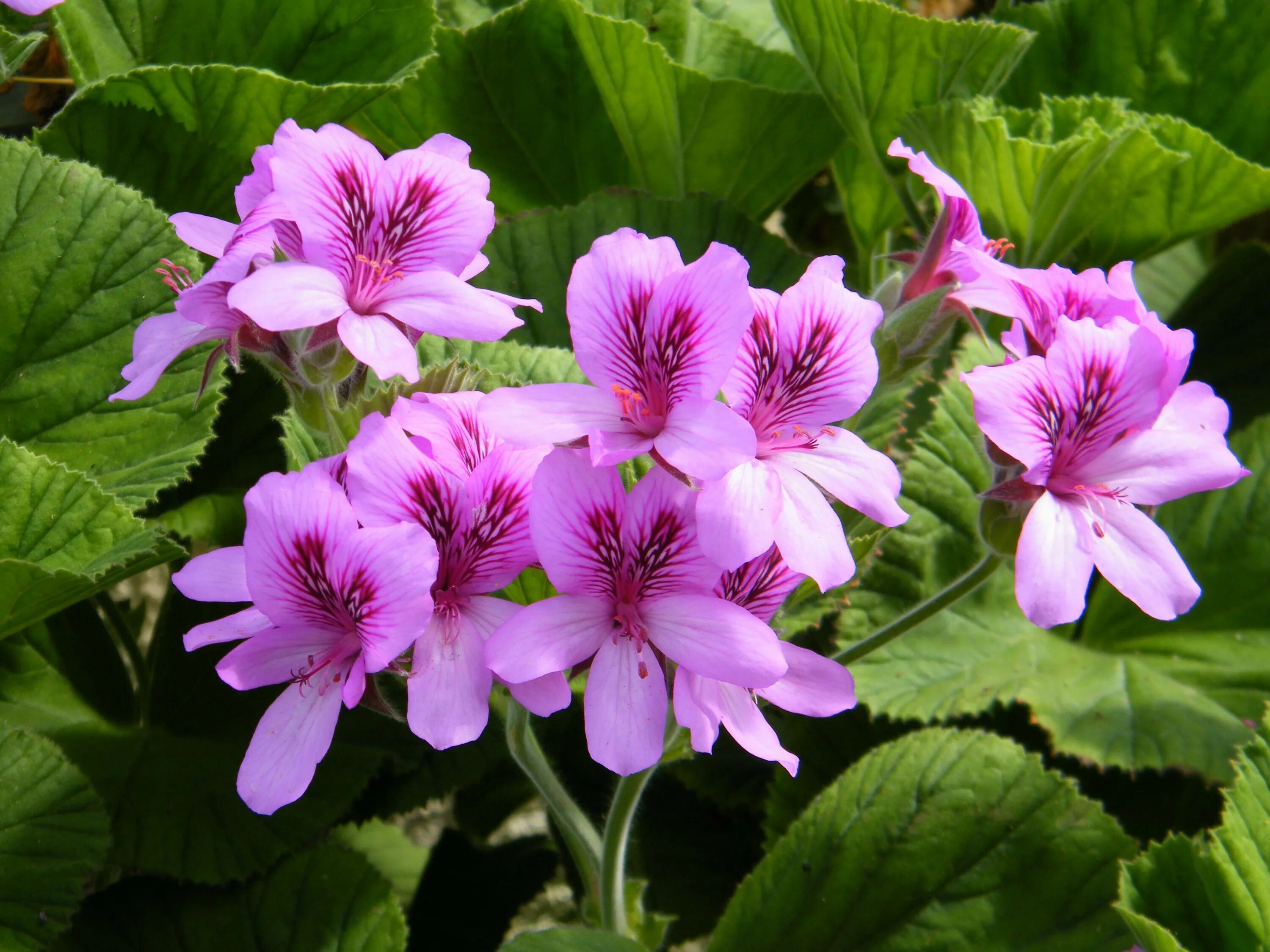 Герань песня слушать. Pelargonium dolomiticum. Пеларгония Хоуп Бартлетт. Eskay Saar пеларгония. Унгеборик пеларгония.