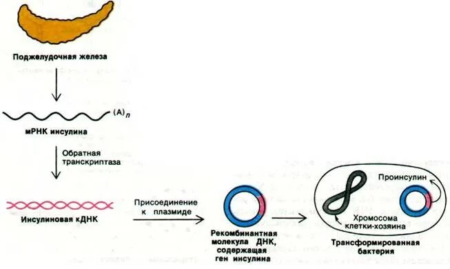 Феномен трансформации. Трансформация бактериальных клеток. этапы трансформации бактерий. фазы трансформации бактерий. стадии трансформации бактерий.