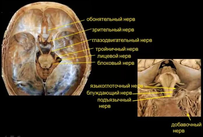 Мрт черепных нервов. Черепные нервы мрт анатомия. Глазодвигательный нерв анатомия мрт. Анатомия черепно мозговых нервов мрт. Блоковый нерв мрт.