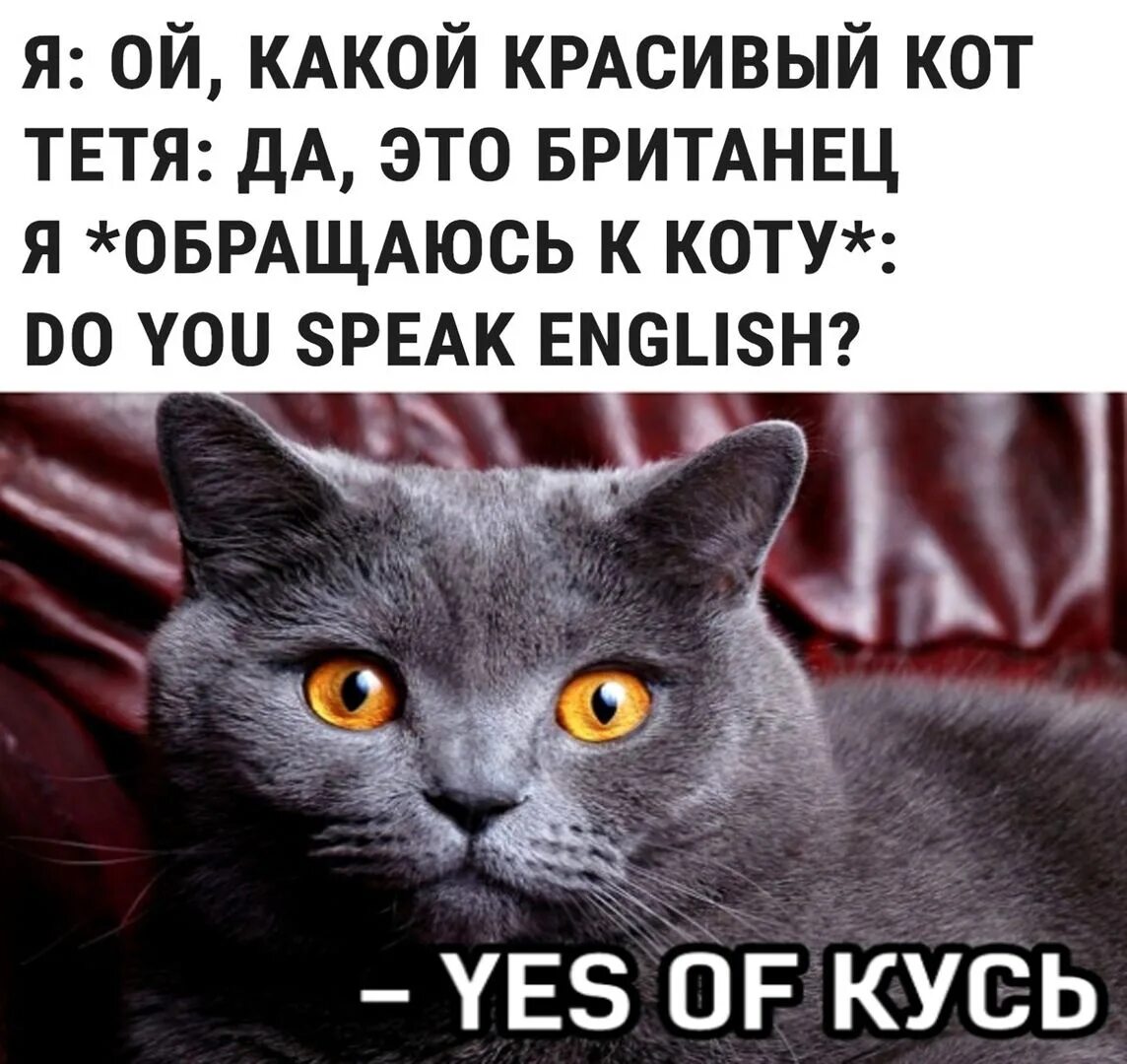 Как по английски будет котик. Коты шутки. Мемы с котами. Британский кот мемы. Коты мемы британцы.