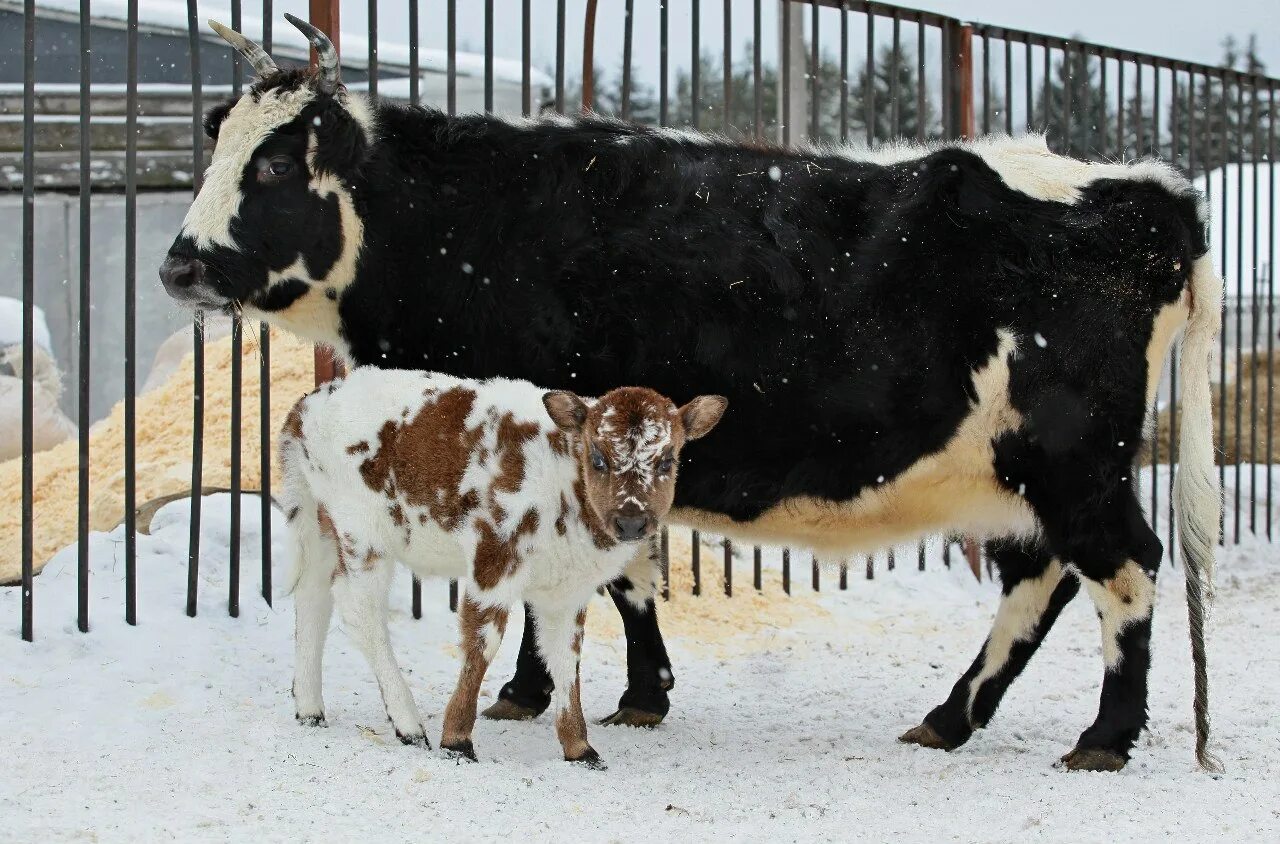 Молока якутия. Якутская Аборигенная корова. Якутская порода крупного рогатого скота. Якутская Аборигенная порода коров. Якутская карликовая корова.