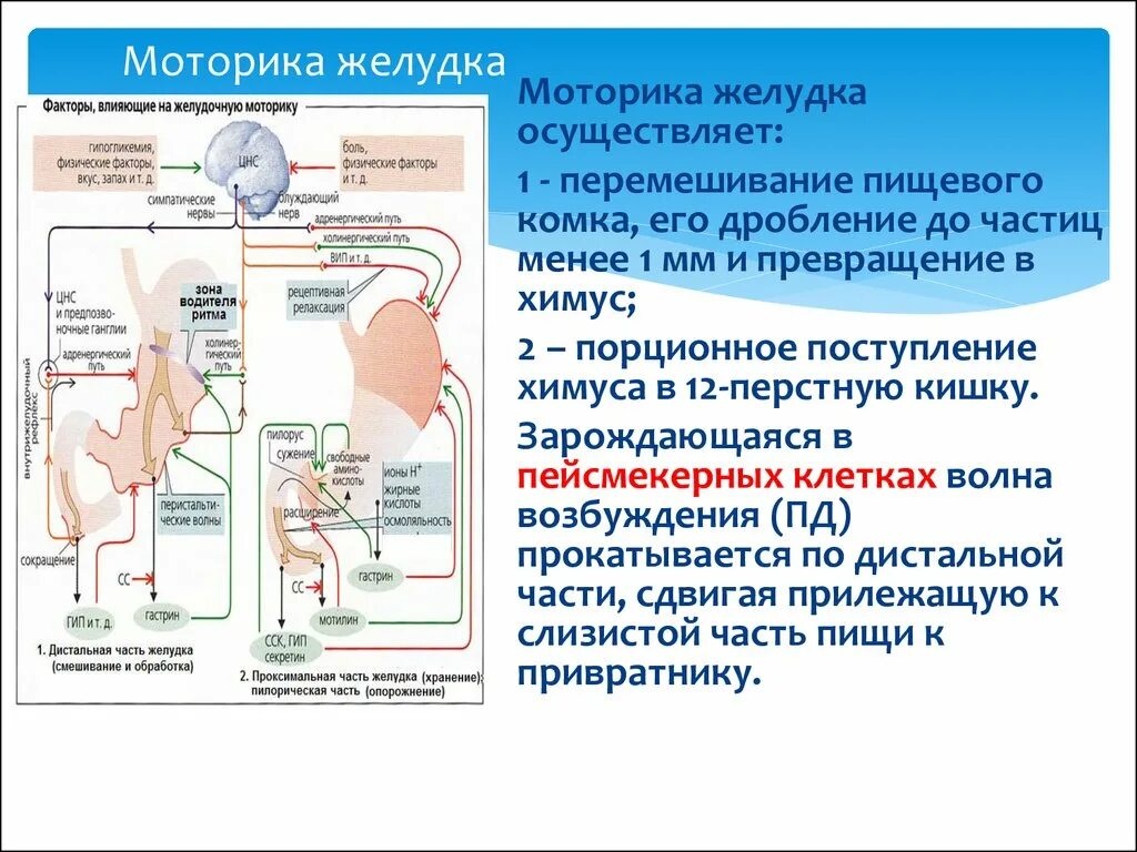 Моторика желудка и кишечника. Расстройства секреции и моторики желудка. Моторика желудка. Нервная регуляция моторики желудка. Двигательная функция желудка.