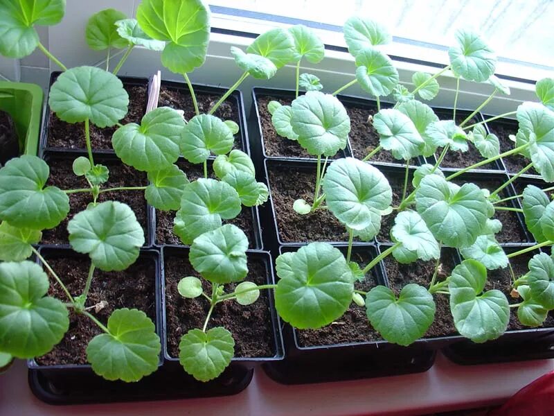 мальва рассада выращивание. мальва всходы рассады. мальва ростки. мальва рассада выращивание. мальва рассада выращивание.