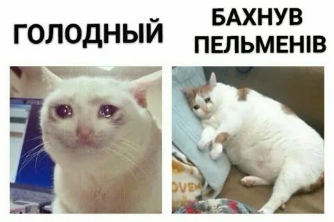 Голодный поел