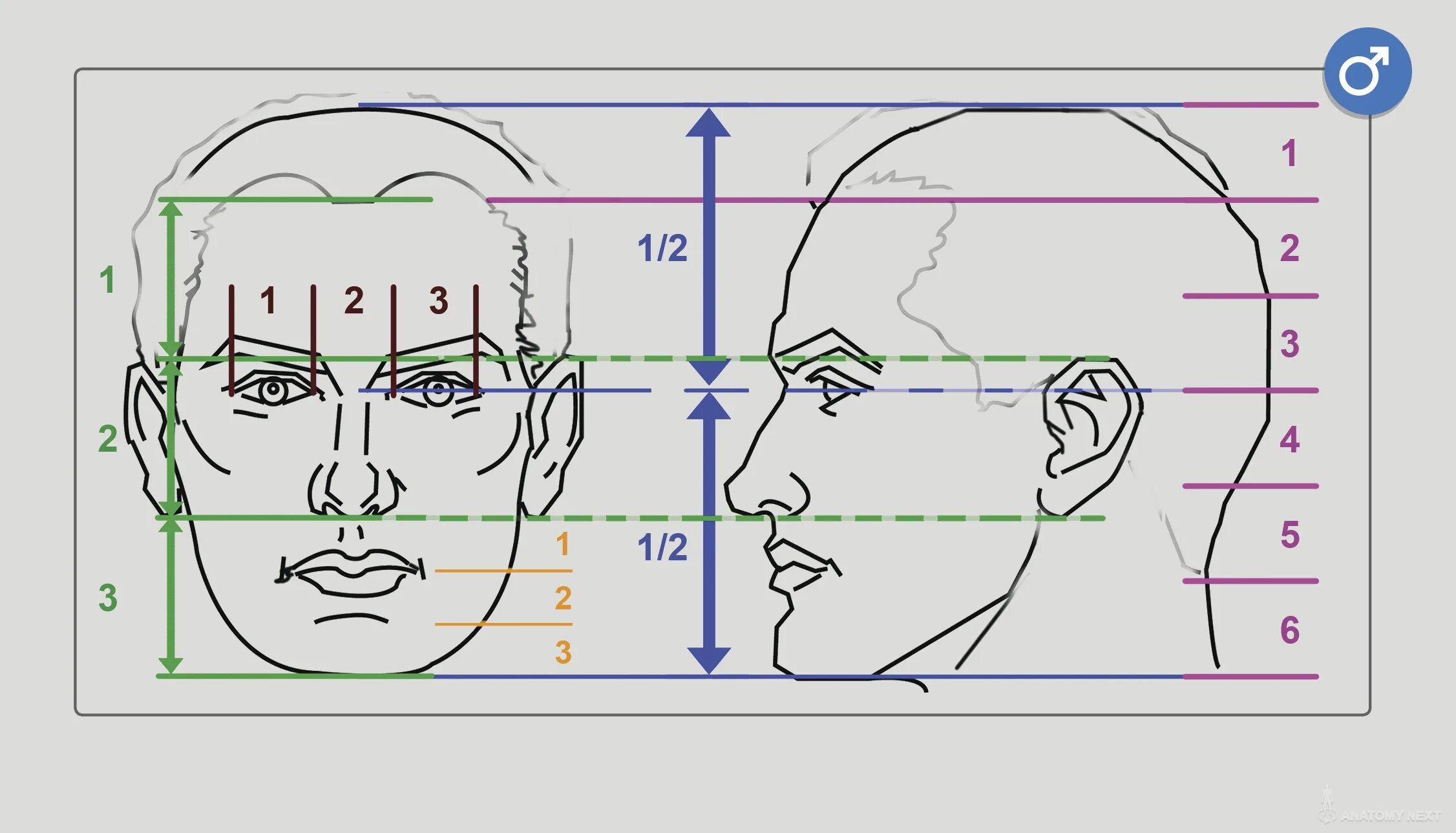 У взрослого человека голова занимает. Пропорции головы человека. Пропорции лица для рисования. Схема пропорций головы человека. Пропорции лица человека схема.