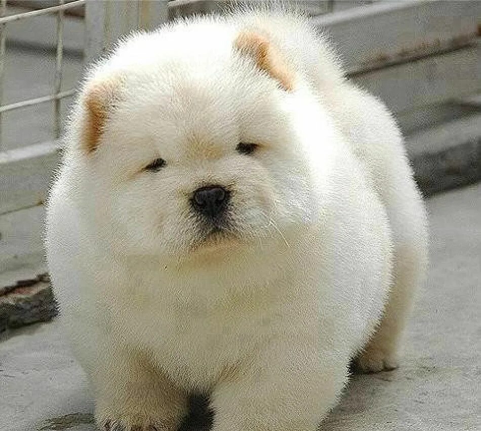 Толстая маленькая собака. Собачки чау чау. Чау чау альбинос. Чау чау щенок. Чау чау белый.