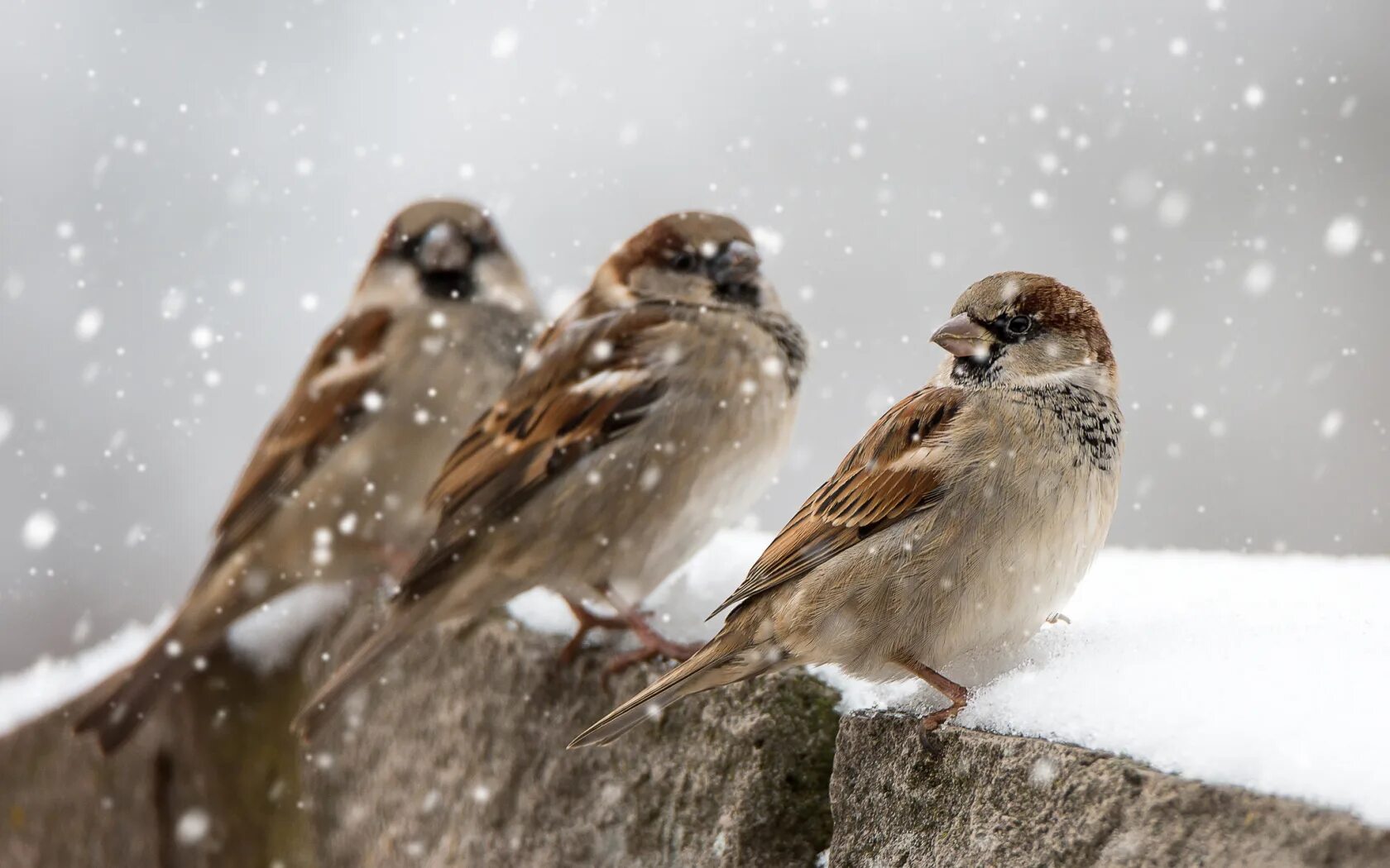 При низких температурах воздуха птицы распушают. Воробей зимой. Зима птицы. Воробей на ветке. Воробушки зимой.