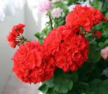 S пеларгония