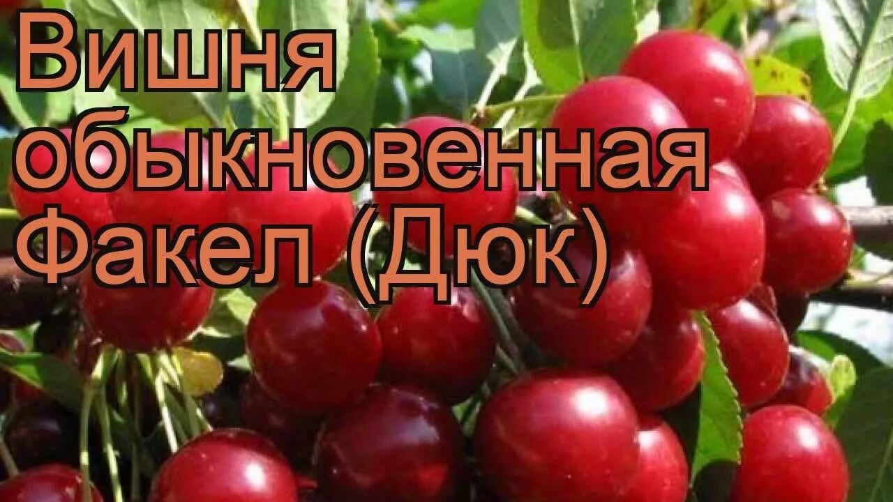 Вишня сорт факел. Вишня дюк факел. вишня обыкновенная факел (дюк). сорт: дюк «факел». дюк факел вишня черевишня.