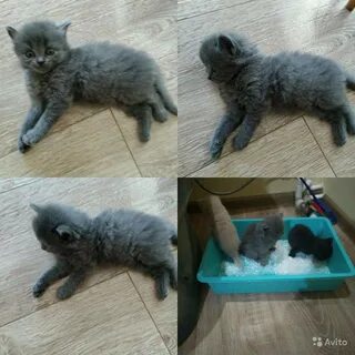 Куда деть котенка если никто не берет