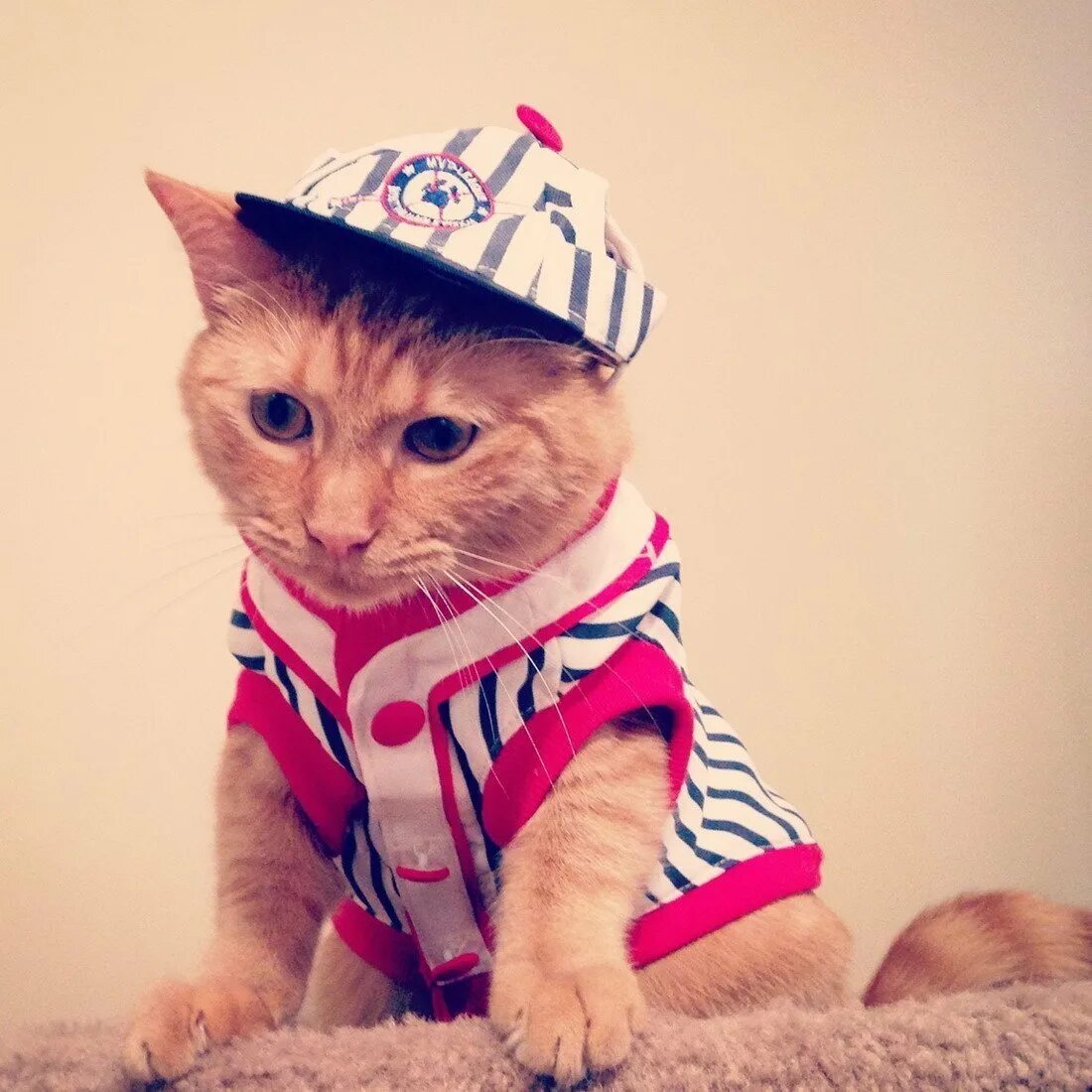 Крутые котики девочки. Крутые котики. крутой кот. коты на аву. кот в кепке.