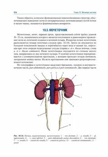 Гайворонский мочеполовая система