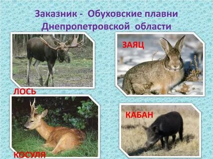 Лось кабан заяц
