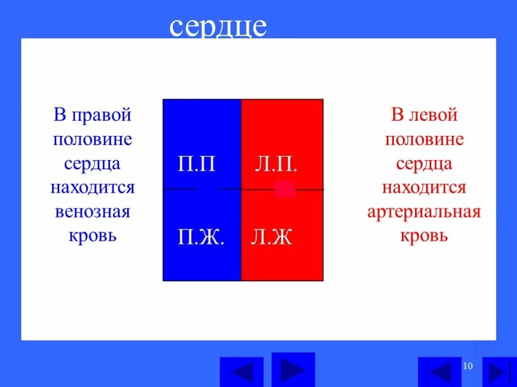 Какая кровь содержится в правой половине сердца