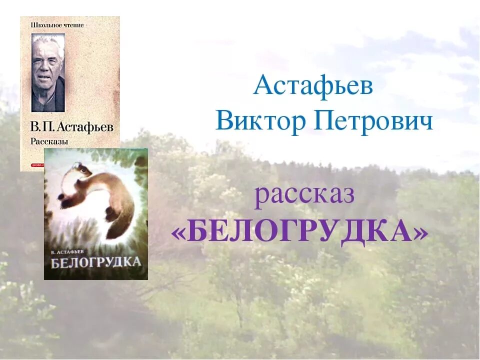 Белогрудка читательский дневник. Произведение Астафьева Белогрудка. Белогрудка Астафьев книга.