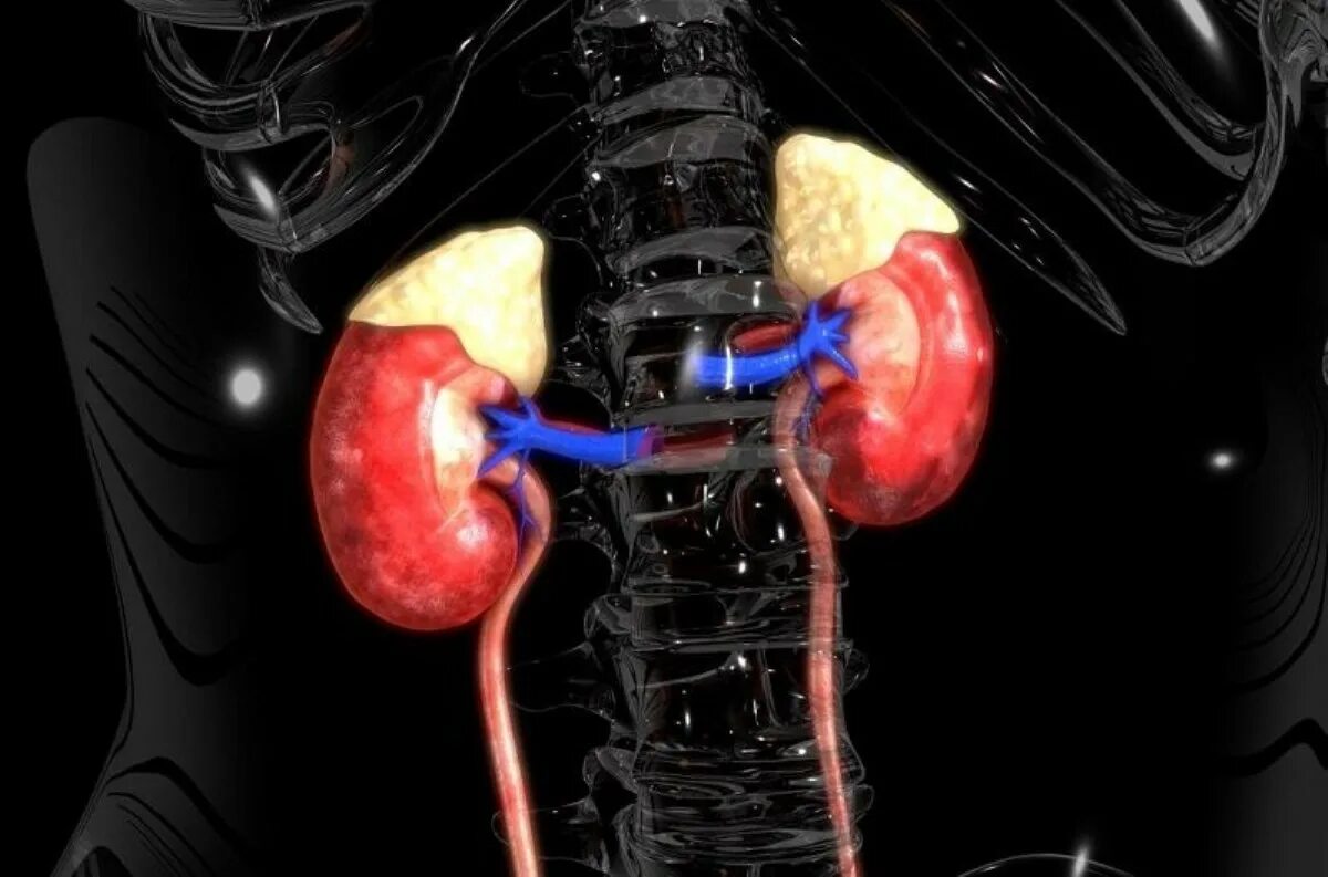 Заболевание почек у человека. Почка. Острые заболевания почек. Почки 3д.