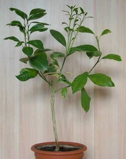 Лимон прививка окулировка. Мандарин подвой. Прививки сортовых цитрусов. Лимон прививка окулировка. Лимон прививка окулировка.