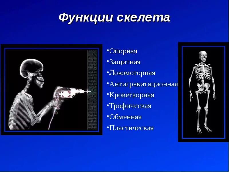 Скелет выполняет опорную функцию. Скелет выполняет опорную функцию