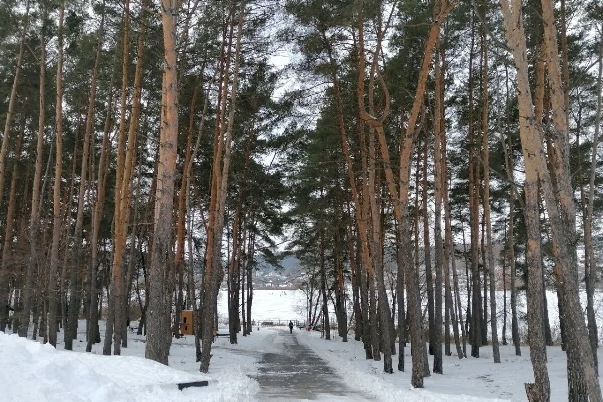 новый лес белгород. сосновка белгород лес. лес пикник-парк белгородской области. леса белгорода. пикник парк в соломино белгород.