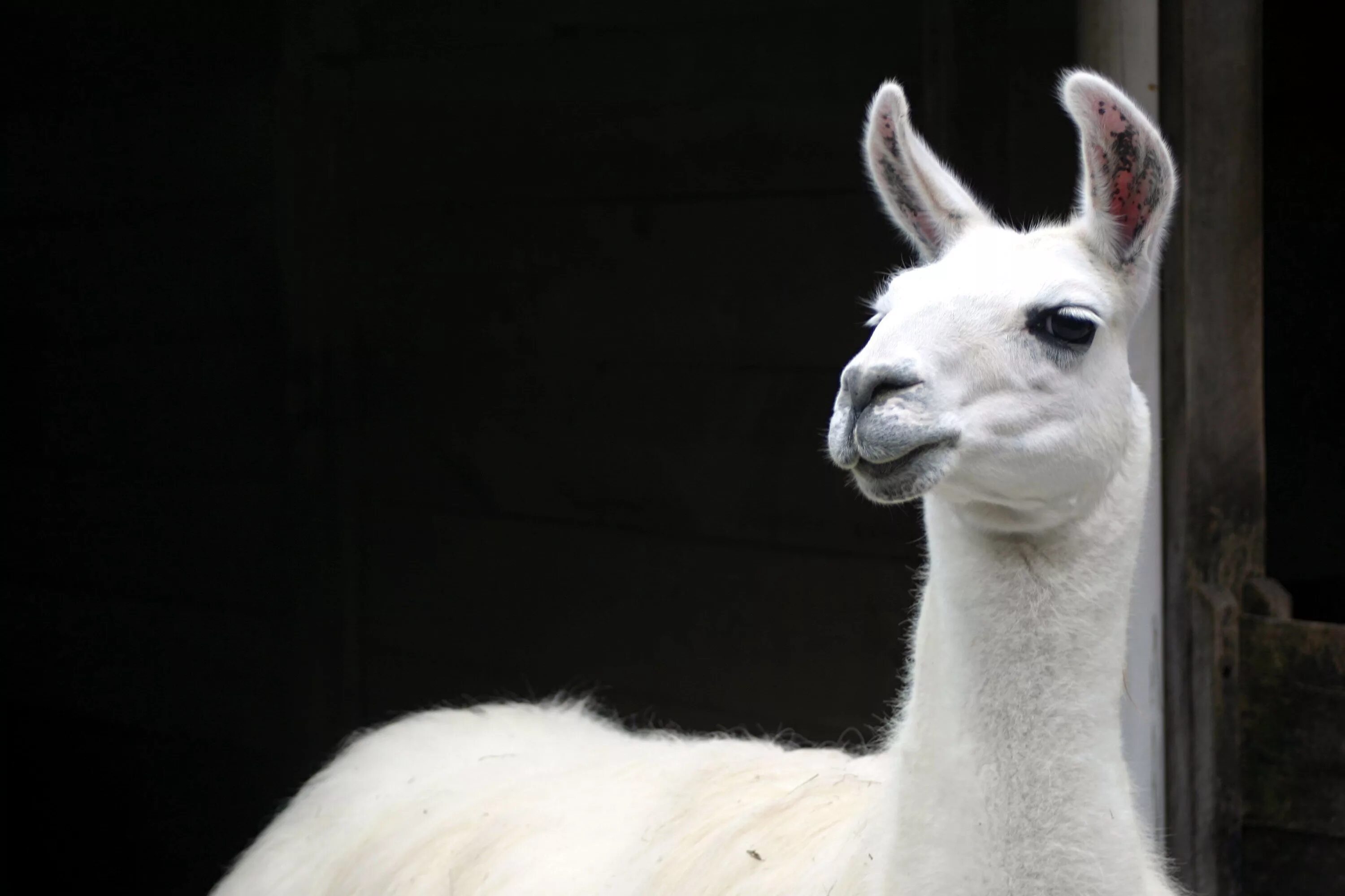 Video llama