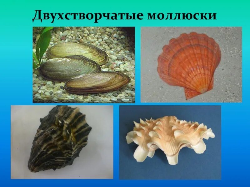 Характеристика двухстворчатые. Тип моллюски класс брюхоногие конспект. Классификация брюхоногих моллюсков биология 7 класс. Тип двустворчатые моллюски строение. Характеристика двухстворчатые.
