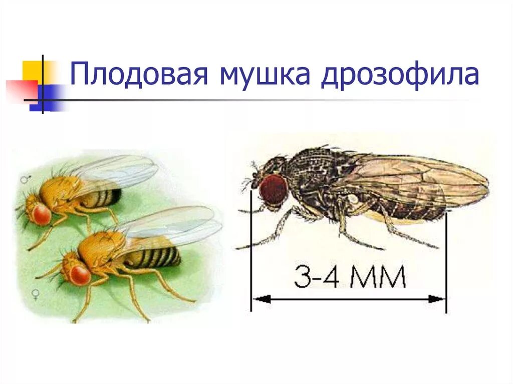 Мушка дрозофила генетика. Муха дрозофил генетиуа. Муха дрозофила строение. Муха дрозофила строение тела.