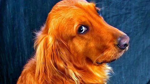 Собака рыжая с длинными ушами.
